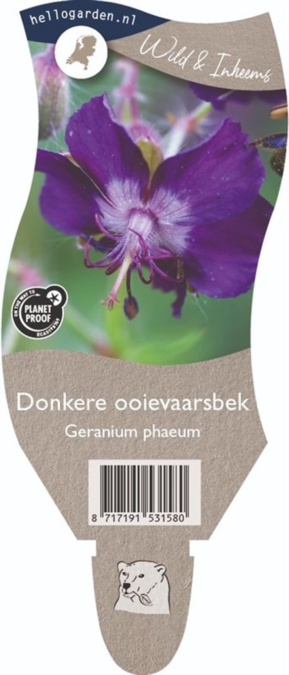 Geranium phaeum - P11